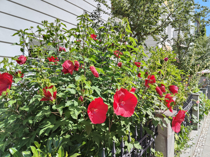 Ein mit dem Oneplus 10T gemachtes Bild (Bild: Tobias Költzsch/Golem.de)